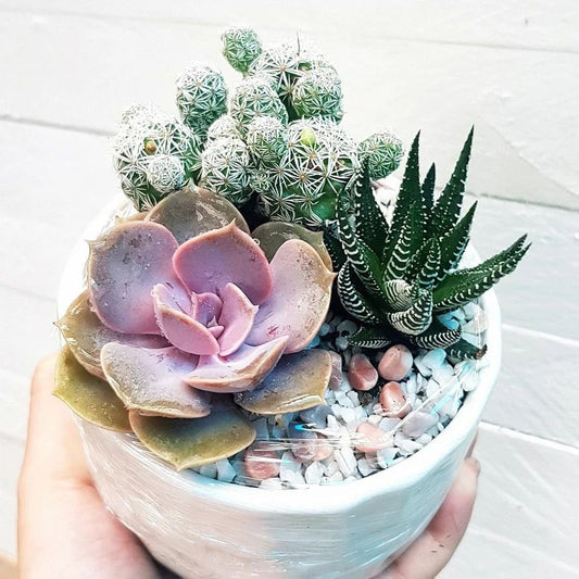 Combo  (Bare Rooted) w