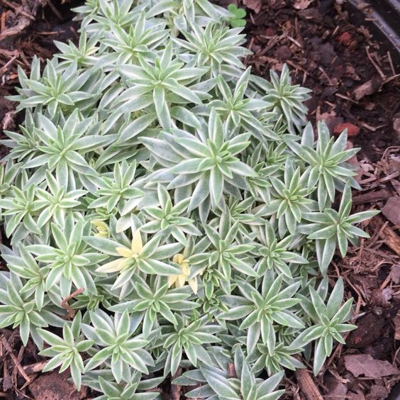 Sedum Lineare (With Soil, Plant & Pot)