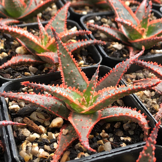 Christmas Carol Aloe (With Soil, Plant & Pot)