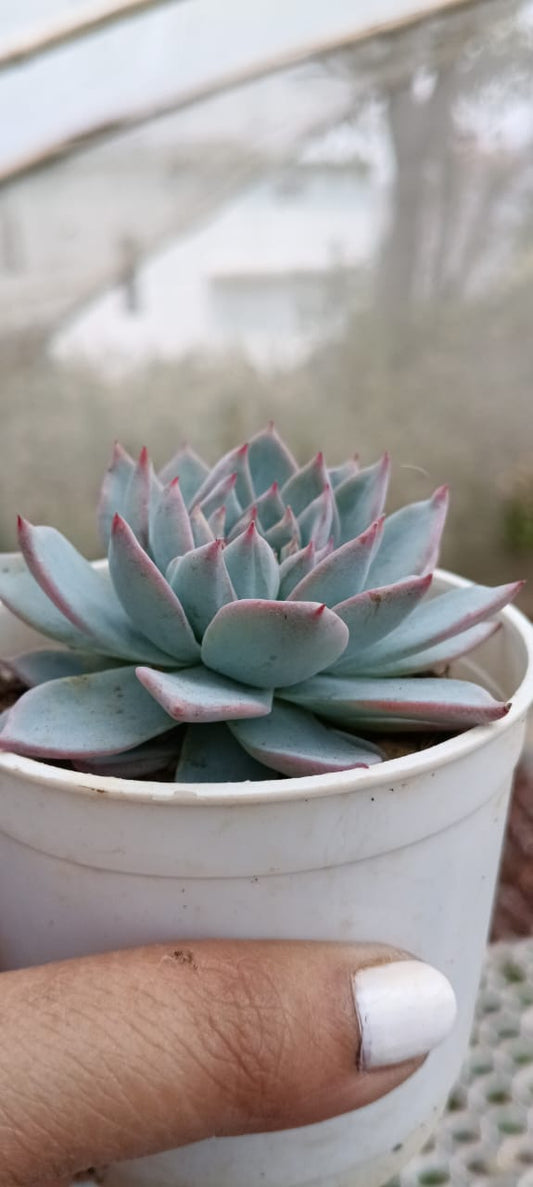 Echeveria Peacockii - Blue Bird (Bare Rooted)