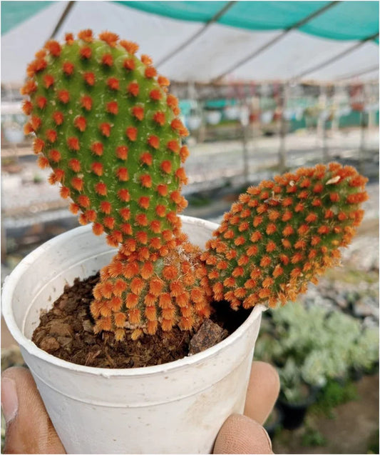 Buy Bunny Red Ear Cactus Seeds Online (With Soil, Plant & Pot)