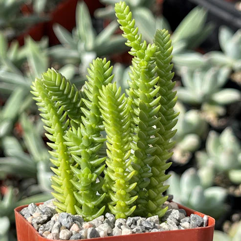 Chain Sedum (With Soil, Plant & Pot)