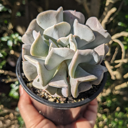 ECHIEVERIA CUBIC FROST (Bare Rooted)