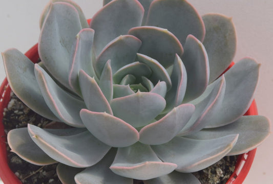 Echeveria Holy Gate (Bare Rooted)