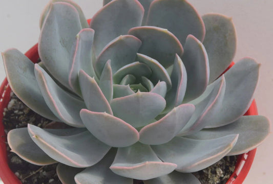 Echeveria Holy Gate (With Soil, Plant & Pot))