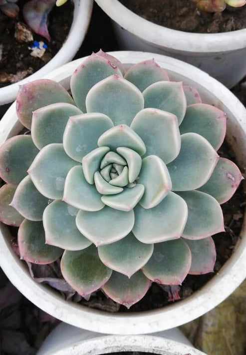 Echeveria Elegans Rose (With Soil, Plant & Pot)