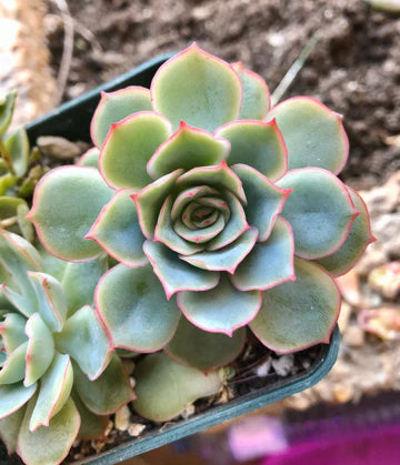 Echeveria Esther (With Soil, Plant & Pot)