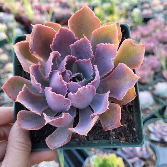 Echeveria Neon Brakers (Bare Rooted)