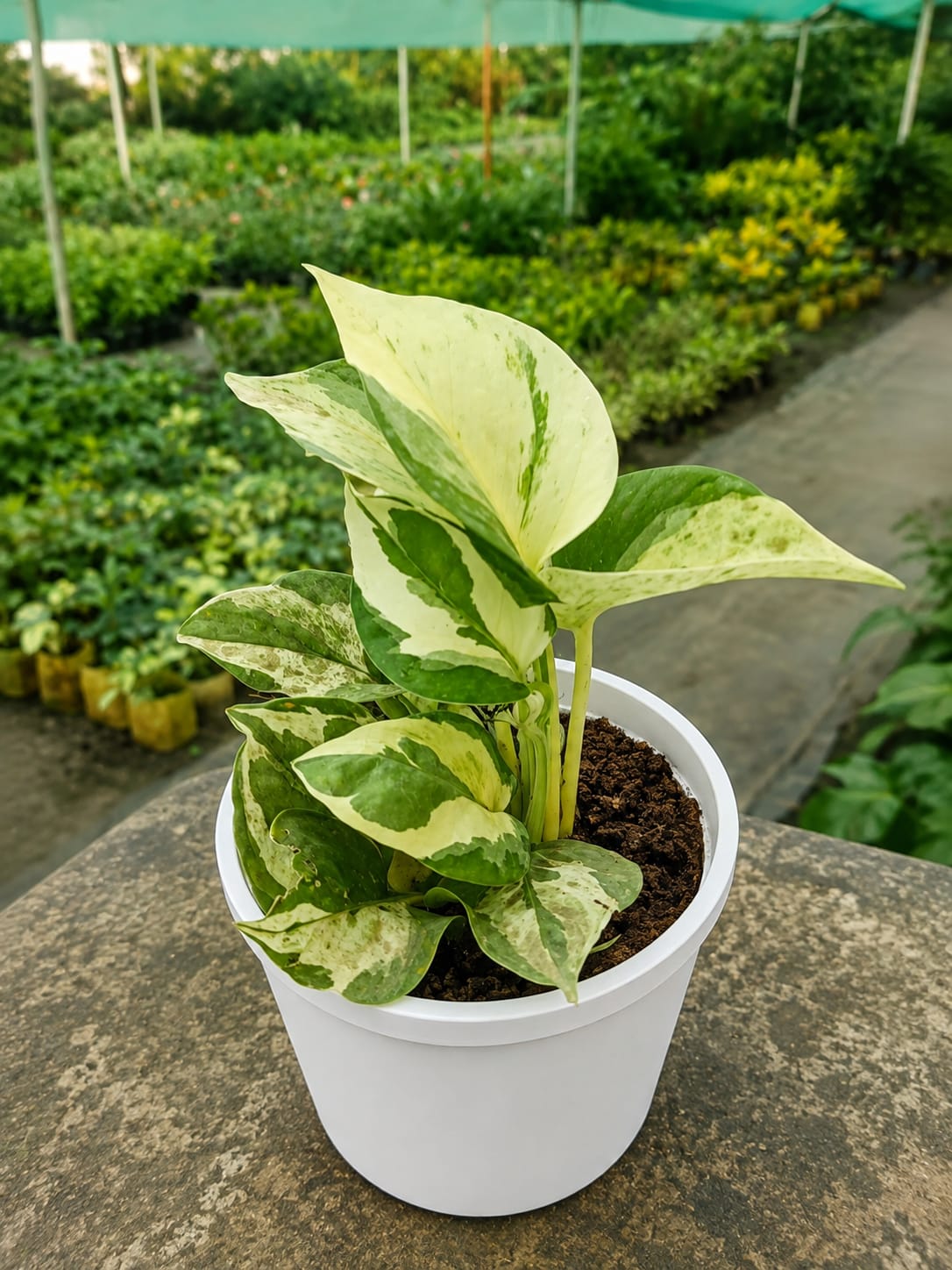 Epipremnum Aureum (Bare Rooted)