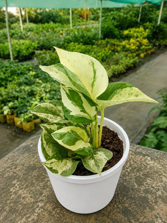 Epipremnum Aureum (Bare Rooted)