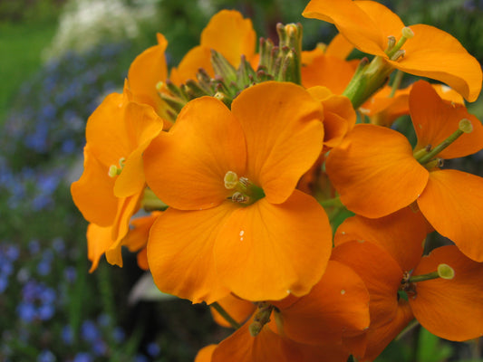 Cheiranthus  (Hybrid Seeds)