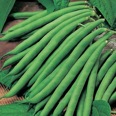 French Beans / Frash Phalli - F3 Hybrid Seeds (Pack of 20 Seeds)