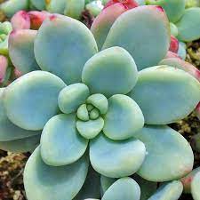 Grapto Sedum Clavatum (With Soil, Plant & Pot)