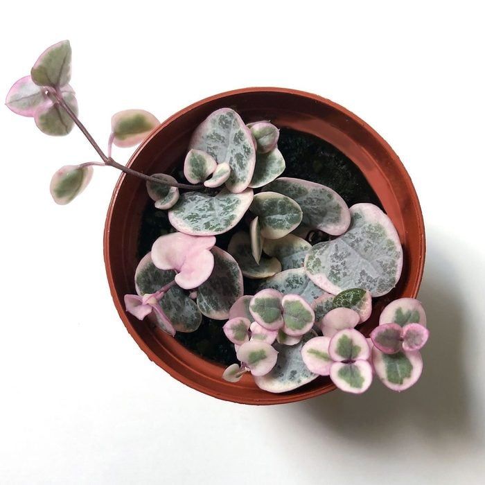 Variegated String of heart (Bare Rooted)