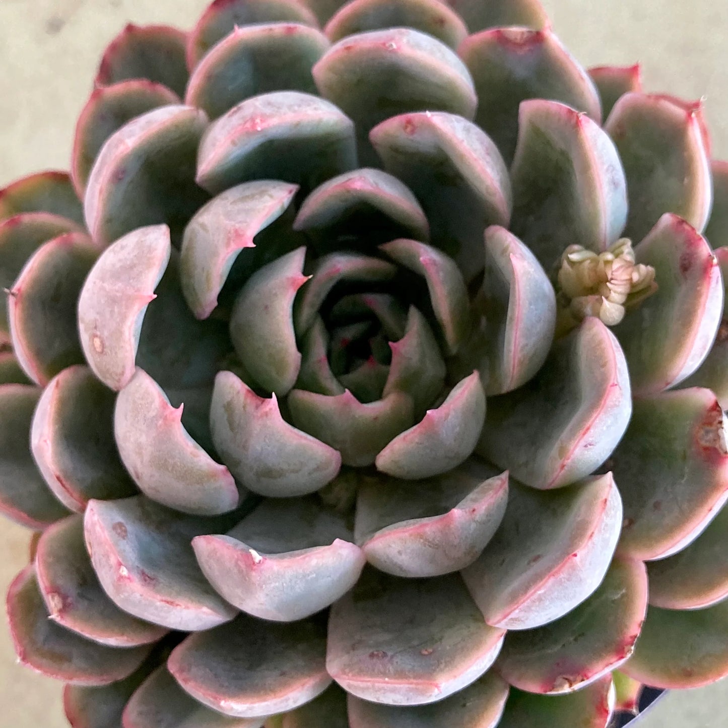 Echeveria Pink Edge (Bare Rooted)
