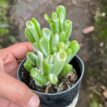 Variegated Crassula Ovata Gollum  (With Soil, Plant & Pot)