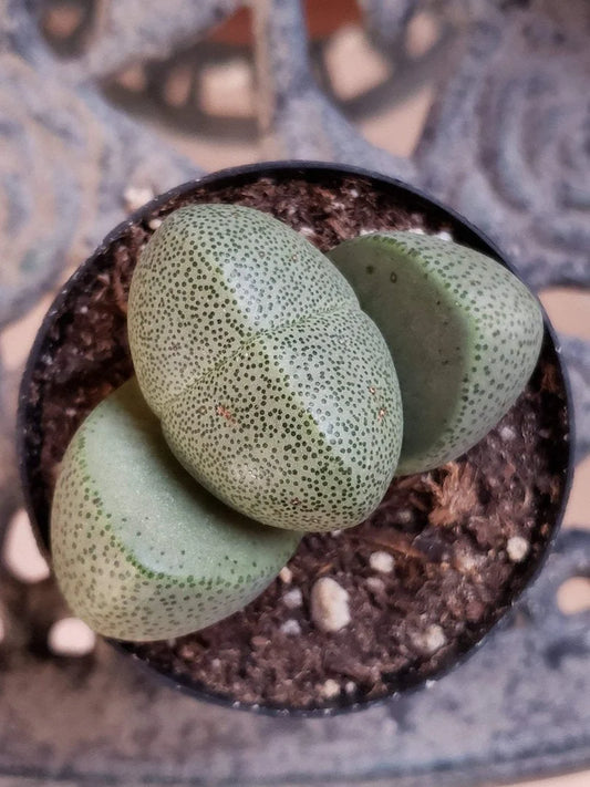 Lithops 1 (With Soil, Plant & Pot)