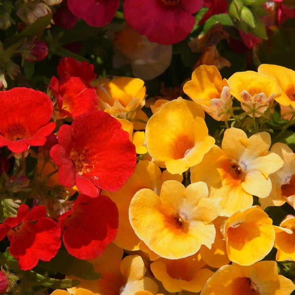 Nemesia  (Hybrid Seeds)