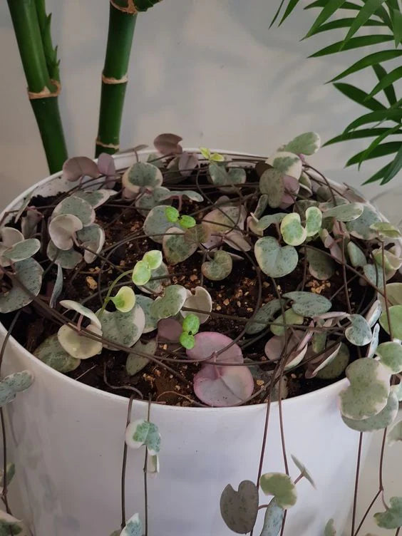 Variegated String of HEART 10-15" (With Soil, Plant & Pot)