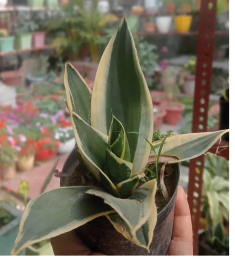 Sansveria Dwarf (Bare Rooted)