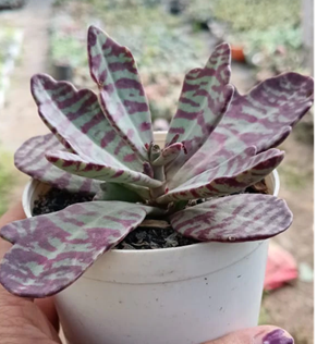 Kalanchoe Humilis (With Soil, Plant & Pot)