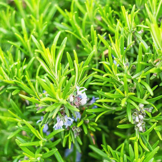 Rosemary Herb Seeds (Pack of 15 Seeds)