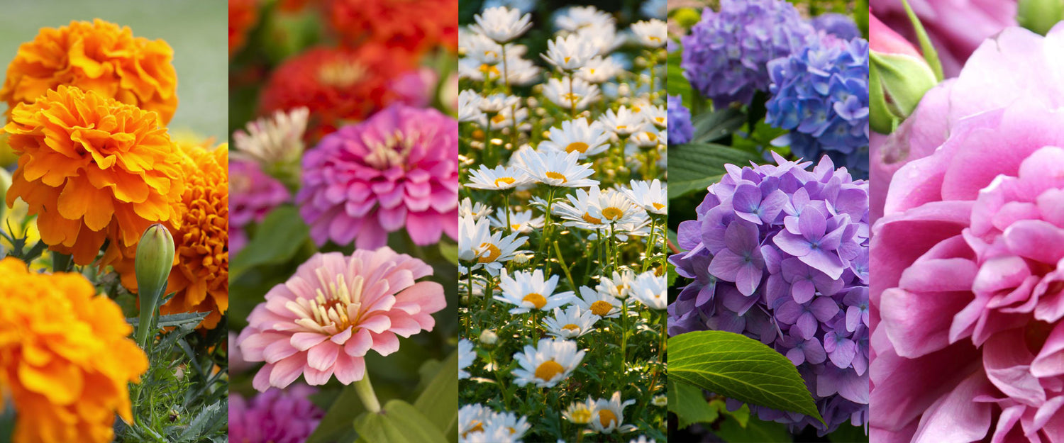 Buy Summer Flower Seeds Kumaun Plants