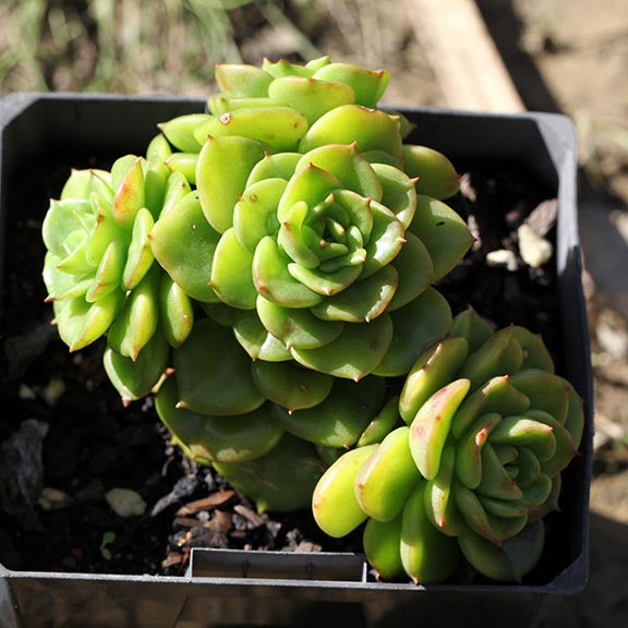 Echeveria Rolly (Bare Rooted)