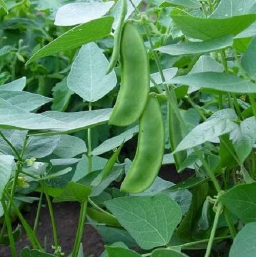 Sem Phali / Lima Beans / Lablab - F3 Hybrid Seeds (Pack of 15 Seeds)