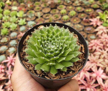 Sempervivum Pumilum (With Soil, Plant & Pot)