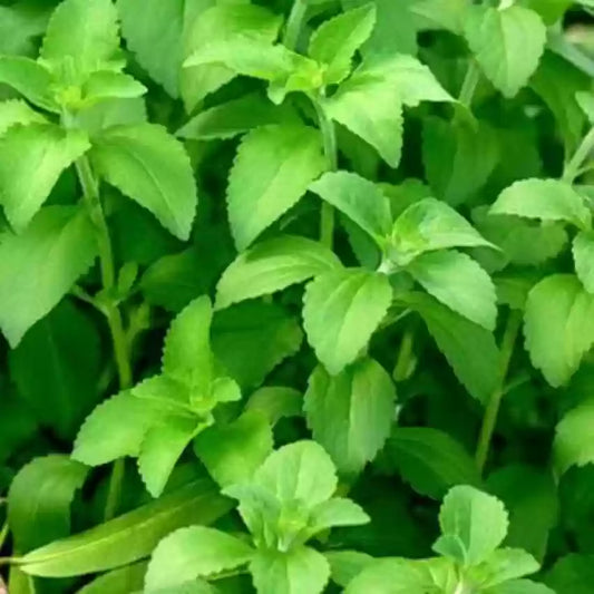 Stevia Herb Seeds (Pack of 50 Seeds)