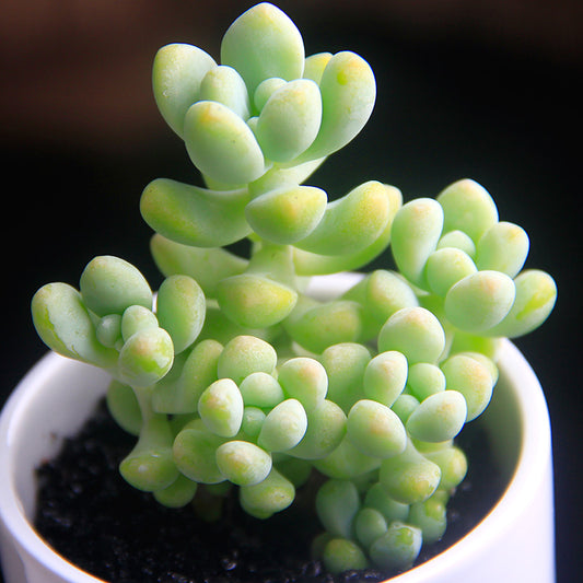 Green Jelly Beans (Bare Rooted)