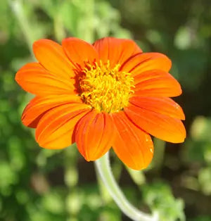 Tithonia Orange - Open Pollinated (Pack of 20 Seeds)