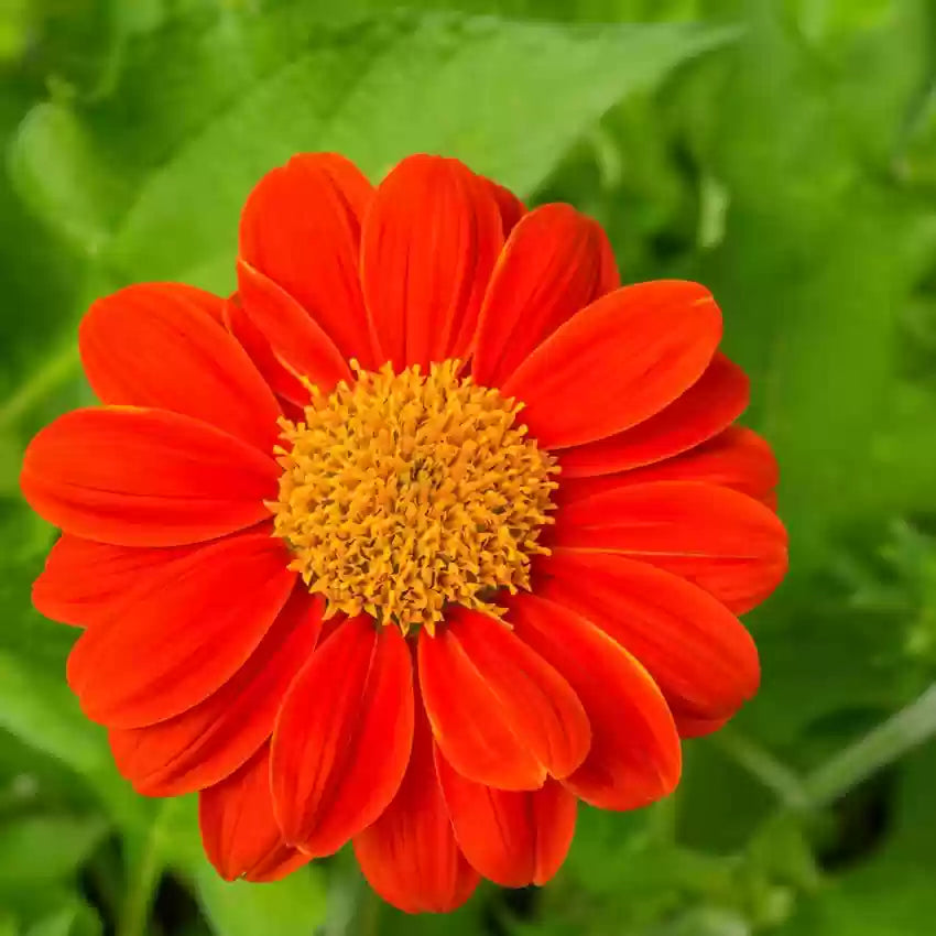 Tithonia Red - Open Pollinated (Pack of 20 Seeds)