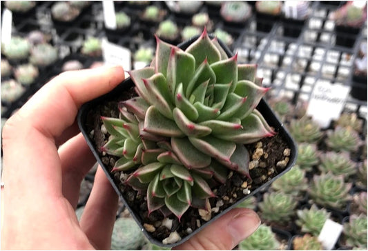 Echeveria Halloween (Bare Rooted)