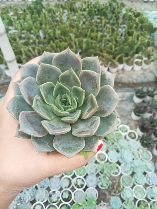 Echeveria Brown (With Soil, Plant & Pot)