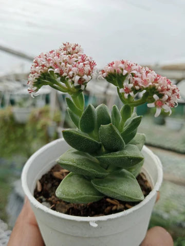 CRASSULA SPRINGTIME (Bare Rooted)