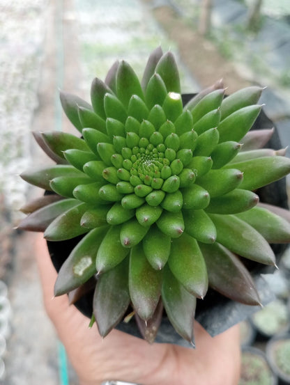 Orostachys Japonica (Bare Rooted)