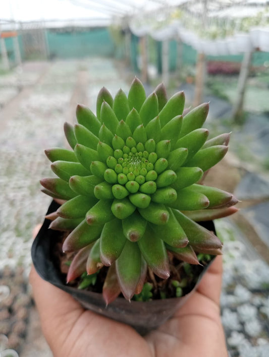 Orostachys Japonica (With Soil, Plant & Pot)