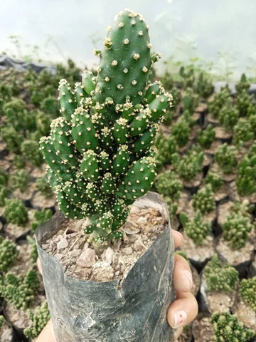 Opuntia Monacantha (With Soil, Plant & Pot)