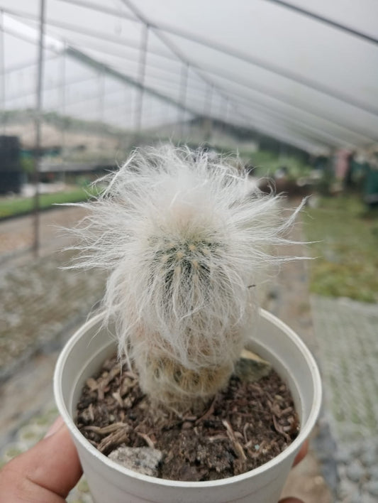 Cephalocereus Senilis (With Soil, Plant & Pot)