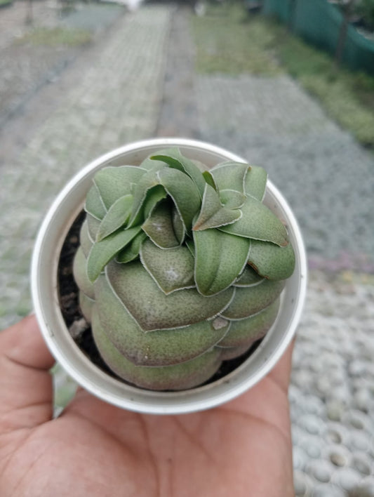 Crassula Hemisphaerica (Bare Rooted)