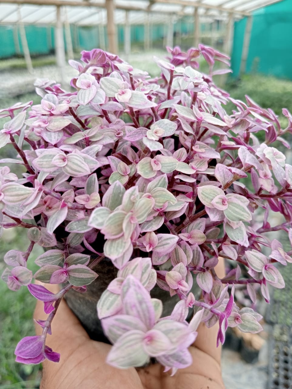 Purple Callisia Repens Turle (Soil, Plant and Pot)