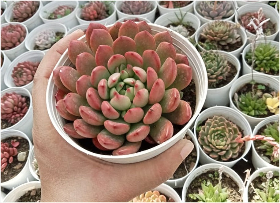 Graptoveria Pink (With Soil, Plant & Pot)