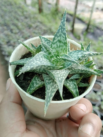 haworthia aloe succulent Haworthia Aloe Rauhii Reynolds (Bare Rooted) – Kumaun Plants