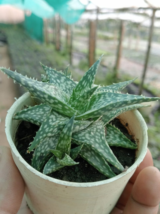 Haworthia Aloe Rauhii Reynolds (Bare Rooted)