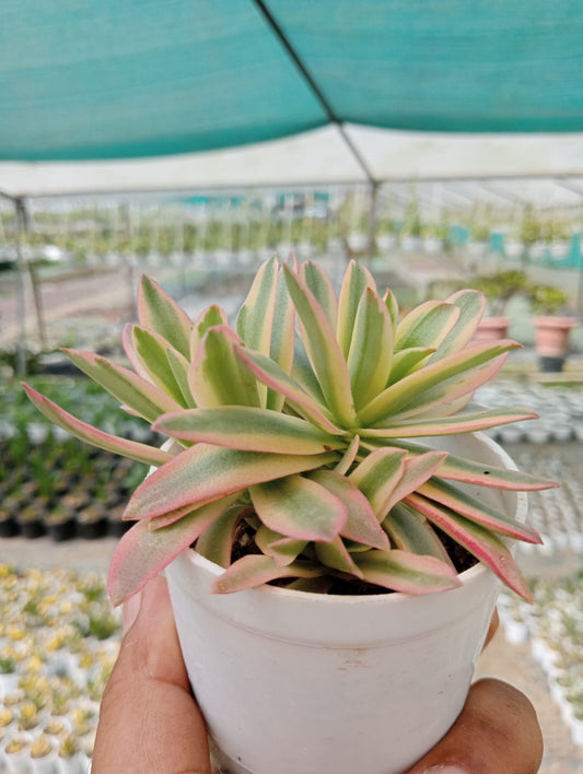 Variegated Campfire (With Soil, Plant & Pot)