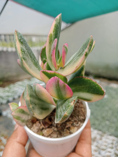 jade plant pink edges Variegated Pink Jade (Bare Rooted) – Kumaun Plants
