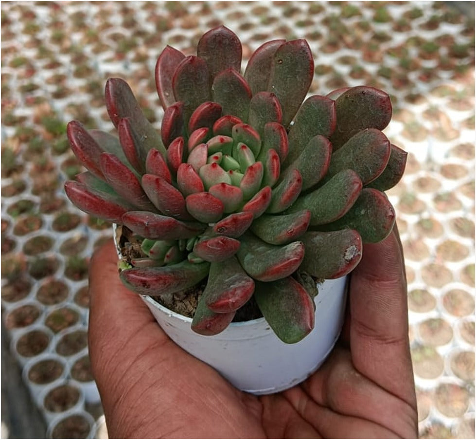 Red Echeveria Elegans (With Soil, Plant & Pot)