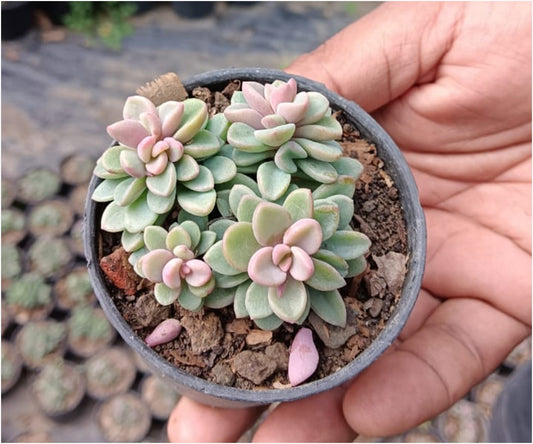 Pink Moonstone (With Soil, Plant & Pot)